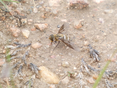 Exoprosopa agassizii