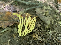 Clavariaceae