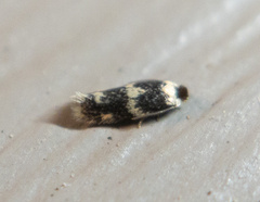 Etainia sericopeza