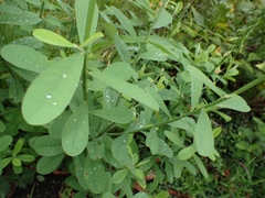 Crotalaria