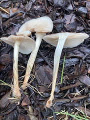 Fungi