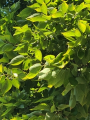 Celtis occidentalis
