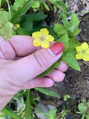 Lysimachia ciliata