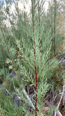 Tamarix