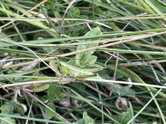 Euthystira brachyptera