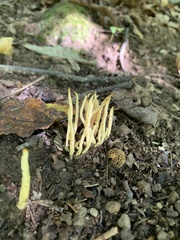 Clavariaceae