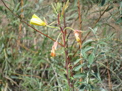 Oenothera elata