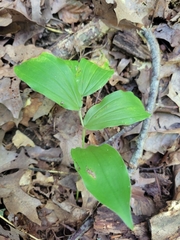 Maianthemum racemosum