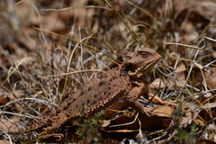 Phrynosoma orbiculare