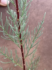 Tamarix