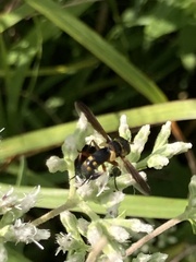 Trichopoda plumipes