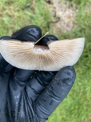 Fungi