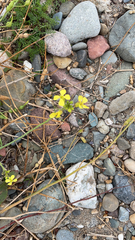 Raphanus raphanistrum