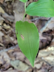 Maianthemum racemosum
