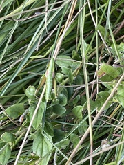 Euthystira brachyptera