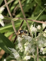 Trichopoda plumipes