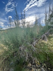 Tamarix