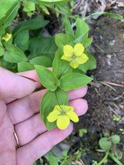 Lysimachia ciliata