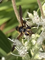 Trichopoda plumipes