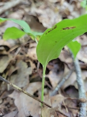 Maianthemum racemosum
