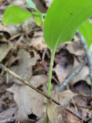 Maianthemum racemosum