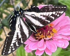 Papilio eurymedon