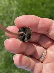 Panaeolus foenisecii
