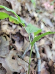 Maianthemum racemosum