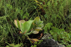 Echeveria gibbiflora
