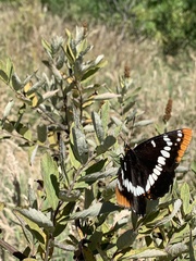 Limenitis lorquini