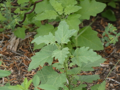 Physalis hederifolia