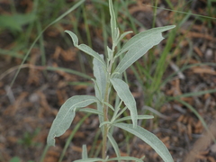 Artemisia ludoviciana
