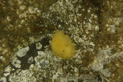 Geitodoris heathi
