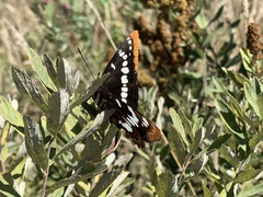 Limenitis lorquini