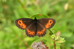 Erebia euryale