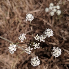 Perideridia gairdneri