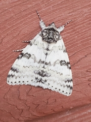 Catocala relicta