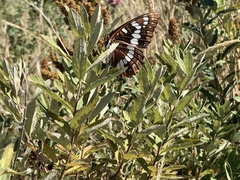 Limenitis lorquini