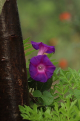 Ipomoea orizabensis orizabensis