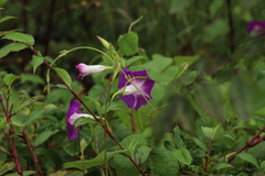 Ipomoea orizabensis orizabensis