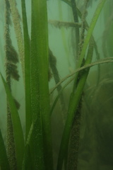 Zostera marina