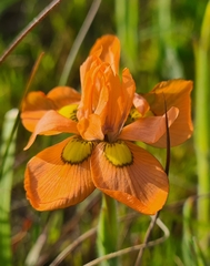 Moraea papilionacea