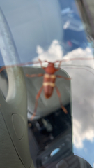 Aethecerinus wilsonii