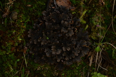Lobariaceae