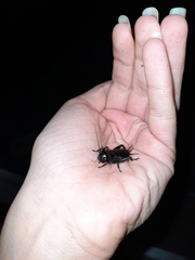 Gryllus campestris