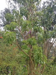 Pittocaulon praecox