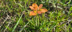 Moraea papilionacea