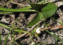 Sagittaria montevidensis