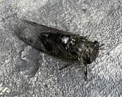 Neotibicen canicularis