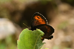 Erebia euryale